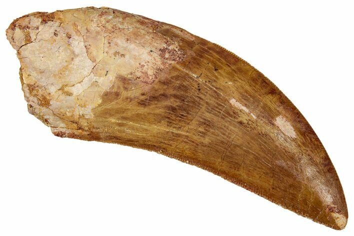 Serrated Carcharodontosaurus Tooth - Real Dinosaur Tooth #341097